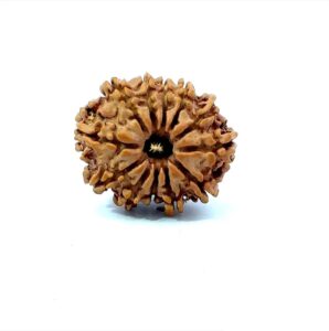 12 Mukhi Nepali Rudraksha (Natural & Certified) Small