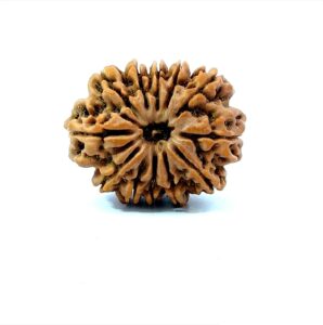 12 Mukhi Nepali Rudraksha (Natural & Certified) Big