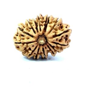 15 Mukhi Nepali Rudraksha (Natural & Certified). Antik
