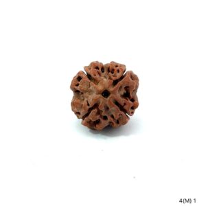 4 Mukhi Nepali Rudraksha (Authentic Nepal Origin)