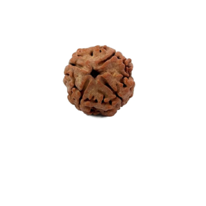 4 Mukhi Nepali Rudraksha