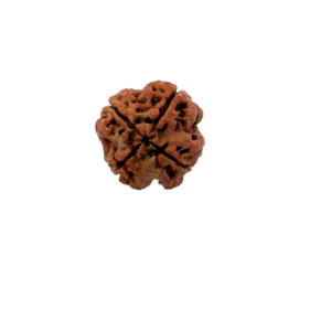 4 Mukhi Nepali Rudraksha