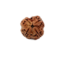 4 Mukhi Nepali Rudraksha