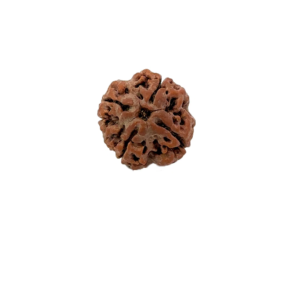 4 Mukhi Nepali Rudraksha