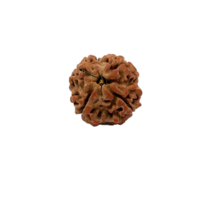 4 Mukhi Nepali Rudraksha