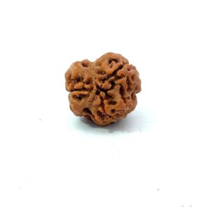 3 Mukhi Nepali Rudraksha (Authentic Nepal Origin)