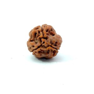 3 Mukhi Nepali Rudraksha (Authentic Nepal Origin)