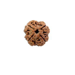 4 Mukhi Nepali Rudraksha