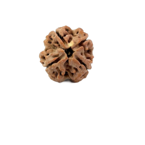 4 Mukhi Nepali Rudraksha