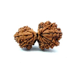 15 Mukhi Gauri Shankar Rudraksha (Natural & Certified) Big